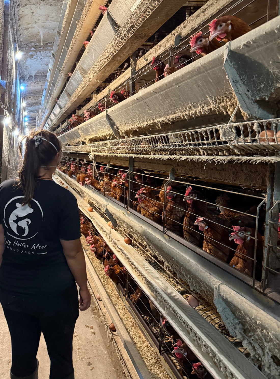 They went to rescue 180 hens. They saved 240 instead.