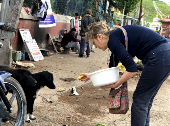 Why we don't run our own shelter, and why that's actually better for animals