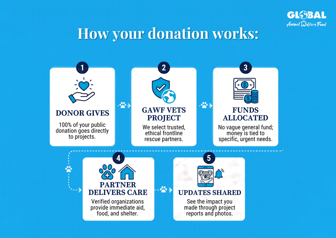 5 Questions to Ask Before Donating to an Animal Charity (And Why Most People Skip Them)